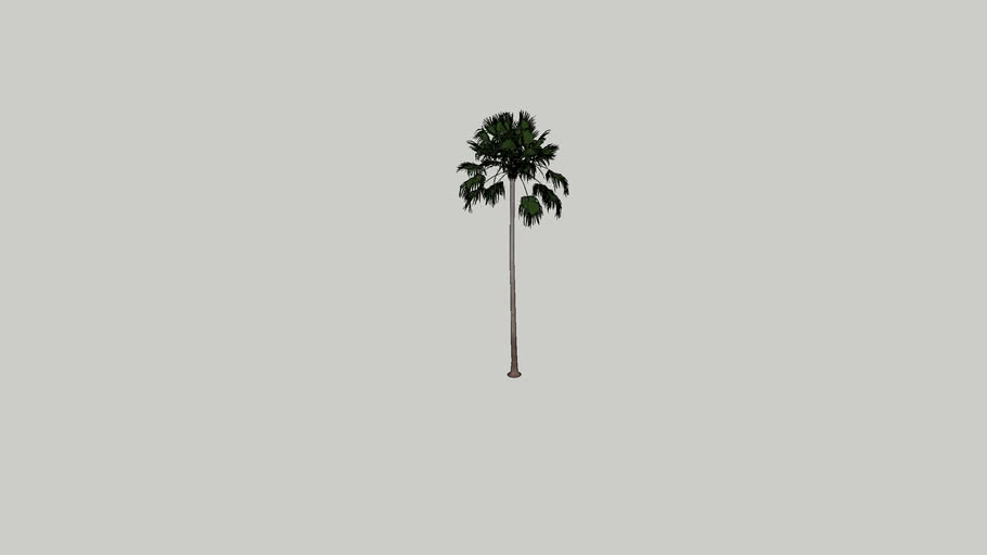 Palm tree-10