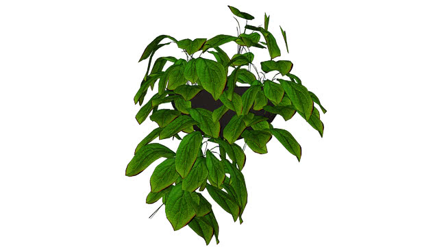 Plantas Penduradas 3d Warehouse