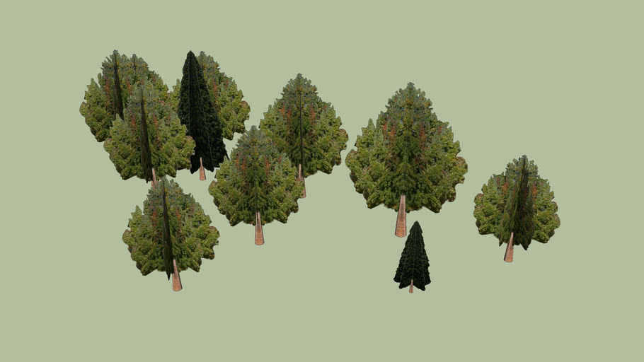 Conifers and Pines