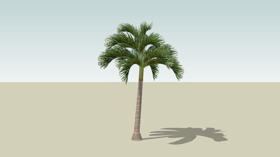 Adonidia Palm_Manila Palm