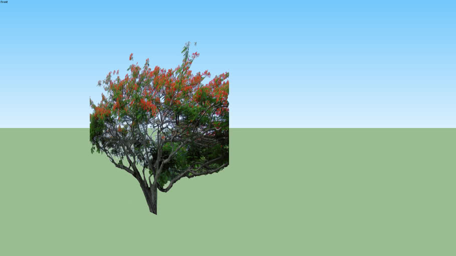 Flamboyan tree | 3D Warehouse
