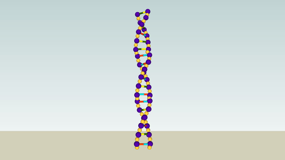 Dna Structure 3d Warehouse