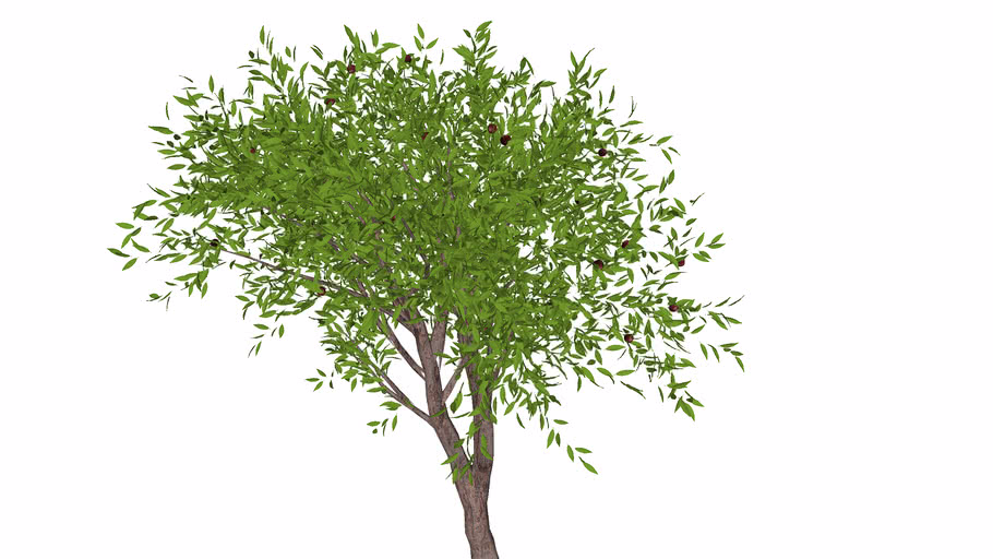 tree | 3D Warehouse