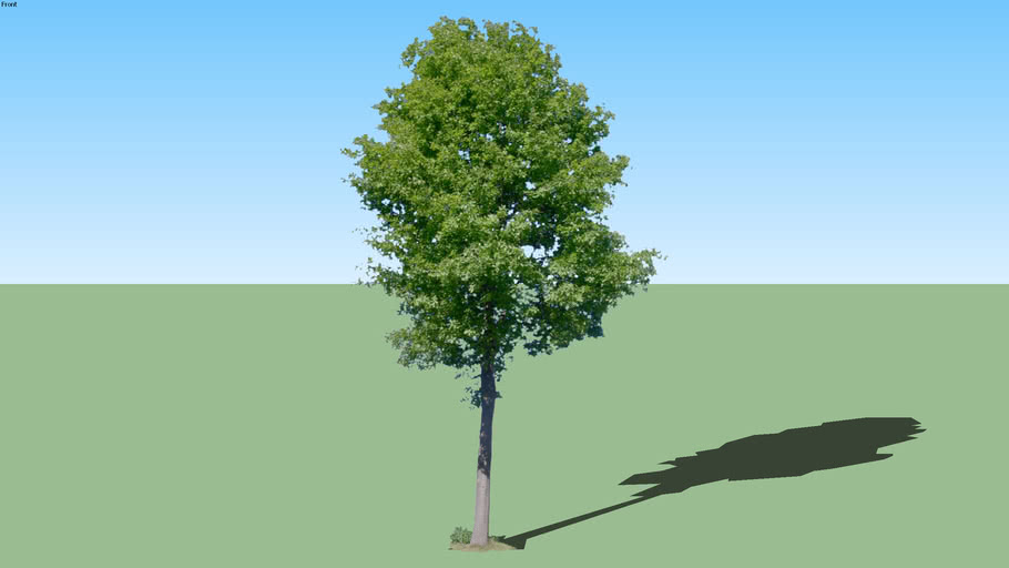 trees | 3D Warehouse