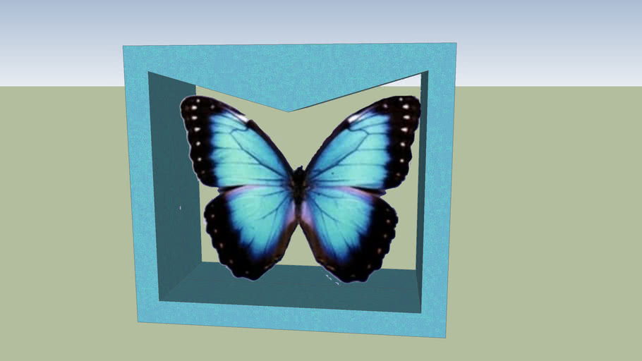 鳳蝶標本蝴蝶標本butterfly Specimens 3d Warehouse