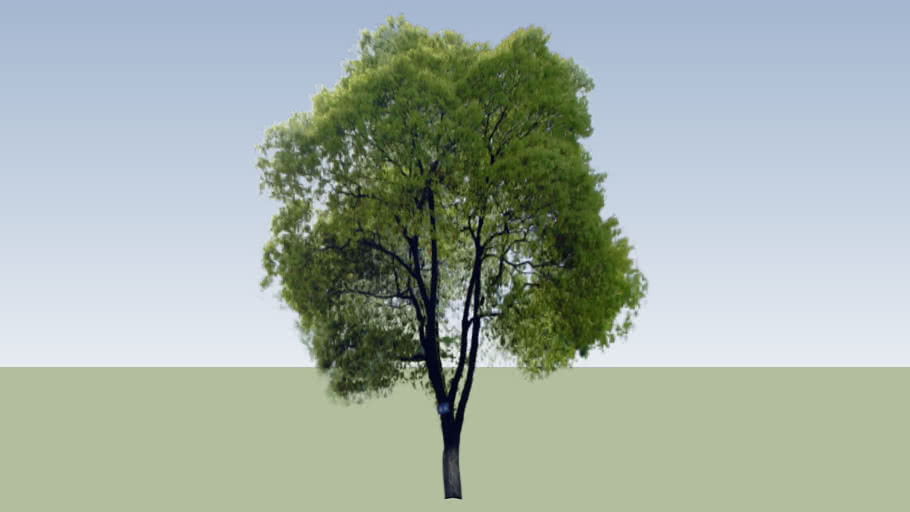  Arbre  3D  Warehouse